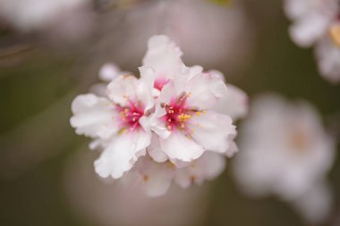 Badem ağacı çiçek kadar kapatın. Alan, seçici odak sığ derin.