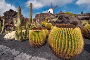 Güzel tropikal kaktüs Bahçe Guatiza, Lanzarote, Kanarya Adaları, İspanya.