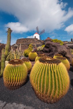 Güzel tropikal kaktüs Bahçe Guatiza, Lanzarote, Kanarya Adaları, İspanya.