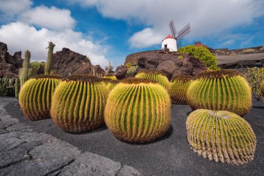 Güzel tropikal kaktüs Bahçe Guatiza, Lanzarote, Kanarya Adaları, İspanya.