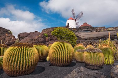 Güzel tropikal kaktüs Bahçe Guatiza, Lanzarote, Kanarya Adaları, İspanya.