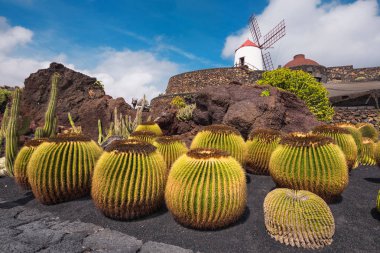 Güzel tropikal kaktüs Bahçe Guatiza, Lanzarote, Kanarya Adaları, İspanya.