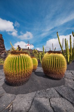 Güzel tropikal kaktüs Bahçe Guatiza, Lanzarote, Kanarya Adaları, İspanya.