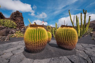 Güzel tropikal kaktüs Bahçe Guatiza, Lanzarote, Kanarya Adaları, İspanya.