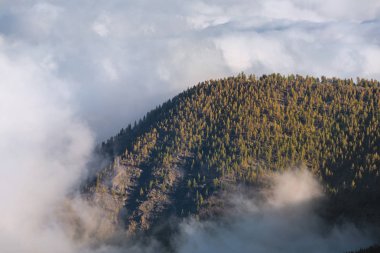 Teide Milli Parkı, Tenerife, Kanarya Adaları, İspanya ormandaki bulutlar deniz.