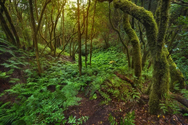 Floresta tropical mágica Laurisilva nas montanhas de Anaga, Tenerife, Canar — Fotografia de Stock