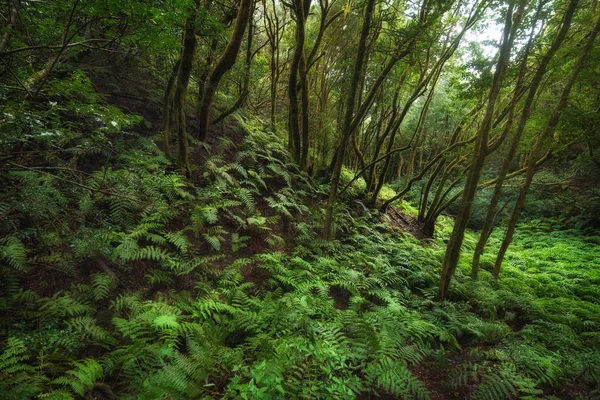 Μαγική Laurisilva τροπικό δάσος στα βουνά Anaga, Τενερίφη, Canar — Φωτογραφία Αρχείου