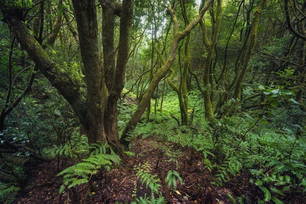 Floresta tropical mágica Laurisilva nas montanhas de Anaga, Tenerife, Canar — Fotografia de Stock