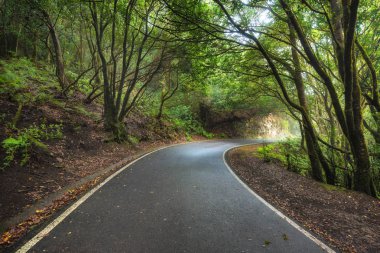 Laurisilva yağmur ormanı Anaga mountains, Tenerife, Kanarya Adaları, İspanya için büyü.