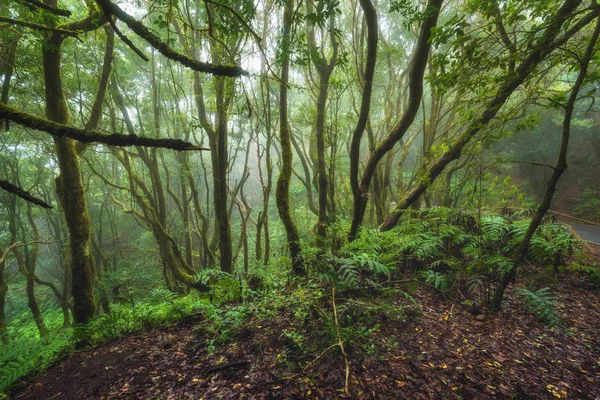 Bosque lluvioso Laurisilva mágico en las montañas de Anaga, Tenerife, Islas Canarias, España . — Foto de Stock