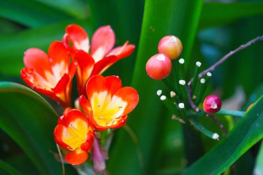 Güzel kırmızı renk tropikal çiçek yeşil doğal zemin üzerine