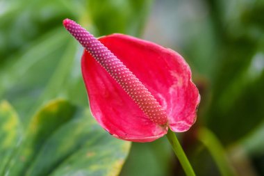 Güzel pembe renkli tropikal çiçek yeşil doğal zemin üzerine