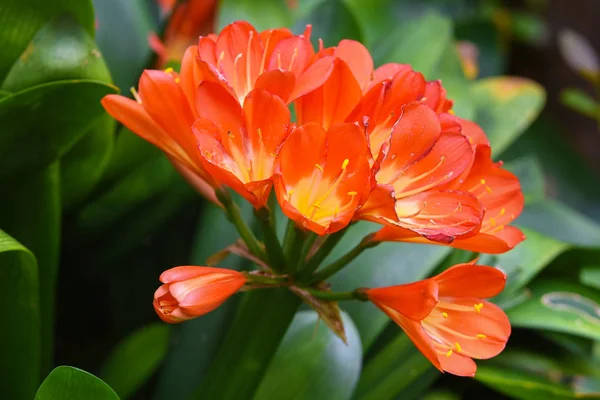 Bela flor tropical cor laranja no fundo natural verde — Fotografia de Stock