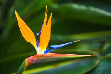 Güzel tropikal çiçek yeşil doğal zemin üzerine