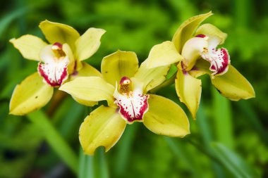 Yeşil doğal zemin üzerine güzel tropikal sarı çiçek