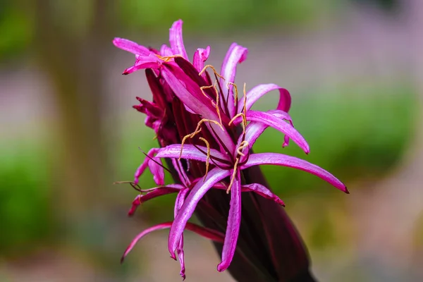 Hermosa flor tropical sobre fondo verde natural — Foto de Stock