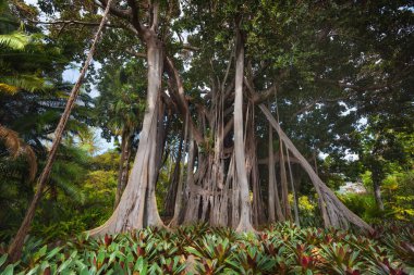 Orman ağacı. Moreton defne incir (Ficus Macrophylla)
