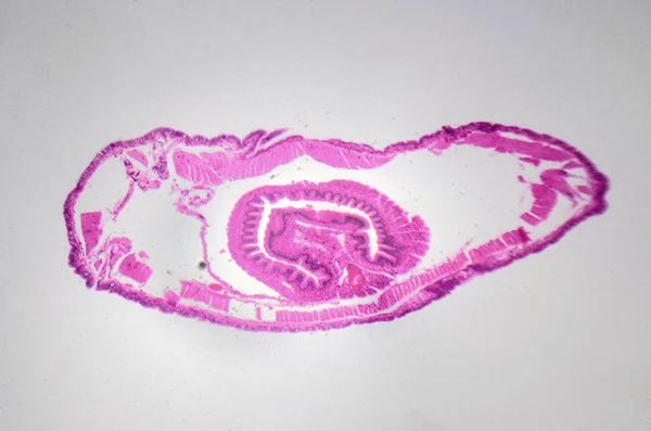 Микроскопическая фотография. Земляной червь, поперечное сечение . — стоковое фото