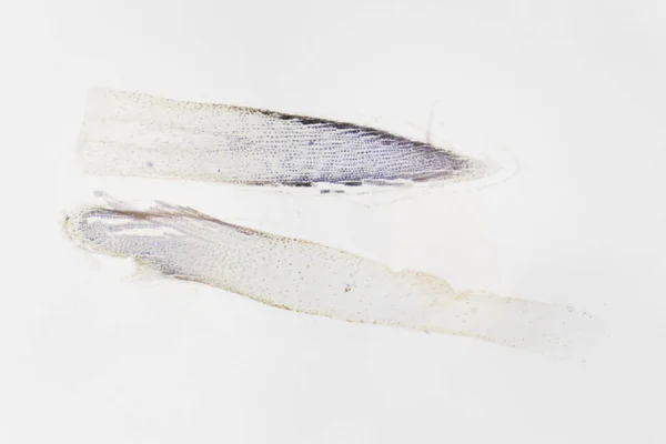 Микроскопическая фотография. Корень Allium cepa, поперечное сечение . — стоковое фото