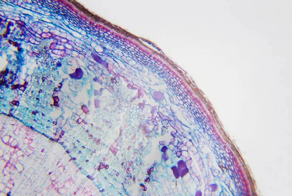 현미경 사진입니다. 횡단 섹션 Xylophyta 쌍떡잎식물의 줄기. — 스톡 사진