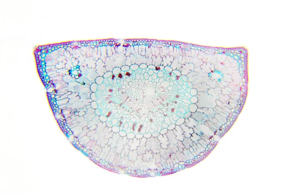 Microscopie Photographie. Feuille de Pinus. Section transversale . — Photo