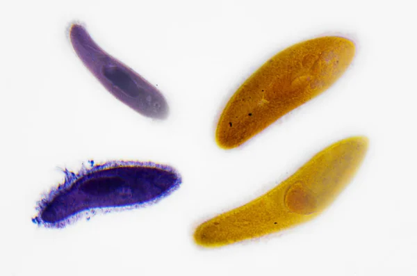 Mikroszkópos fotózás. Paramecium. Állattani. — Stock Fotó