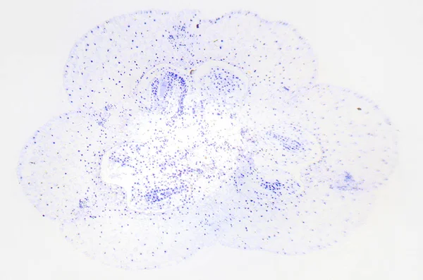 Mikroskopijne fotografii lilium jajnika. Przekrój poprzeczny. — Zdjęcie stockowe
