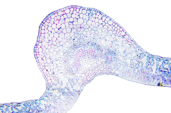 Mikroskopi fotoğraf. Ligustrum Lucidium yaprak. Enine bölüm — Stok fotoğraf