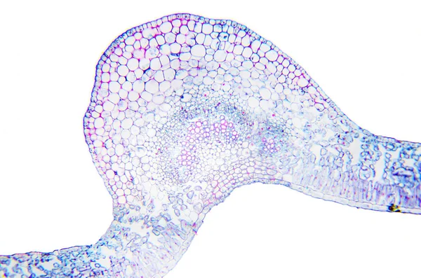 Мікроскопія Фотографія. Лист язичницького язичництва. Розділ поширення — стокове фото