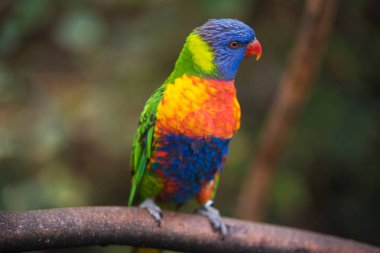 gökkuşağı lorisi