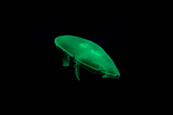 Zöld fekete elszigetelt háttér medúza. — Stock Fotó