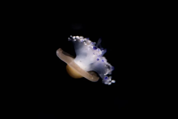 Медузы на черном изолированном фоне — стоковое фото