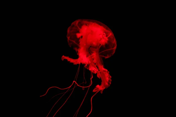 Medusa rossa su sfondo nero isolato — Foto Stock