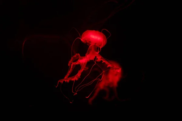 Piros fekete elszigetelt háttér medúza. — Stock Fotó
