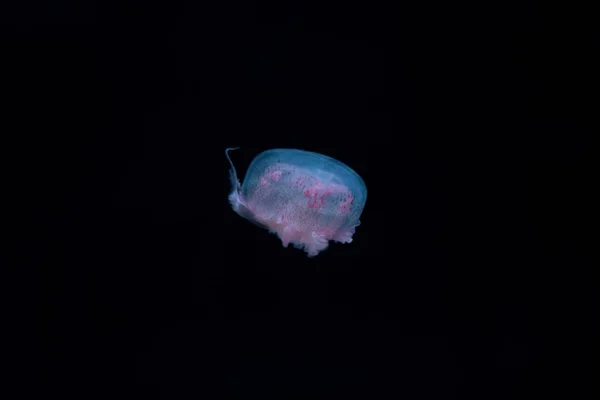 Медузы на черном изолированном фоне — стоковое фото