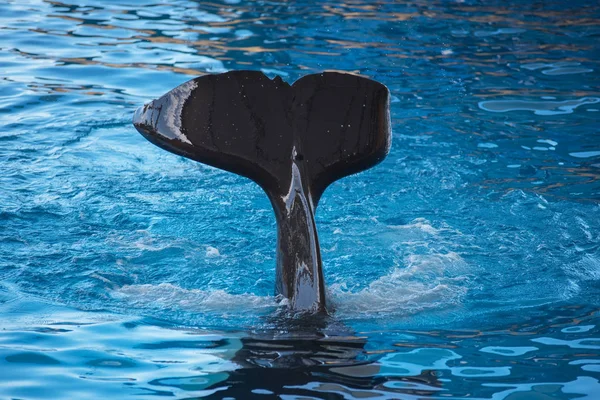 Aleta de ballena asesina salpicando en el agua — Foto de Stock