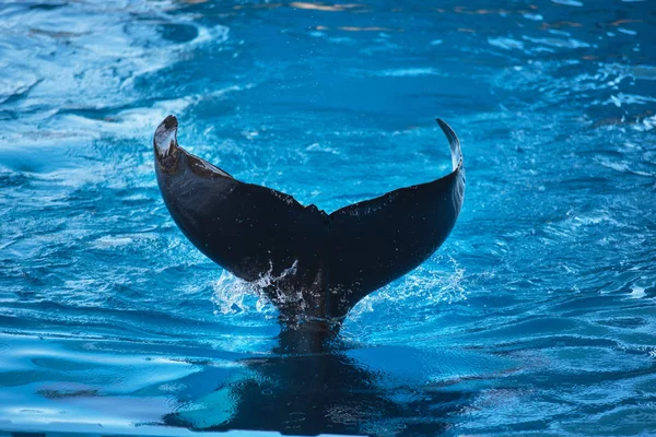 Aleta de ballena asesina salpicando en el agua — Foto de Stock