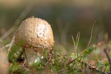 Amanita Pantherina, ormanda panter şapkası olarak da bilinir..