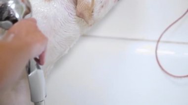Groomer küvette bir köpeği yıkıyor. American Staffordshire teriyeri duştan ıslanmış.. 