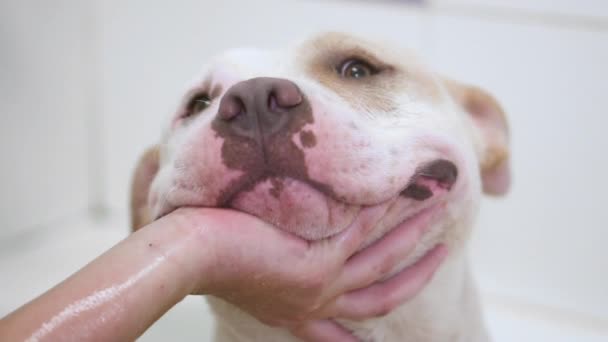 Fröhlicher amerikanischer Staffordshire Terrier lächelt nass nach der Dusche. — Stockvideo