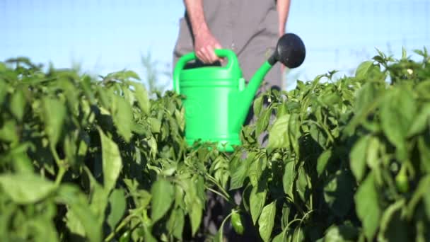 Slow motion video of young man carrying watering can walking at vegetable garden. — Stock Video
