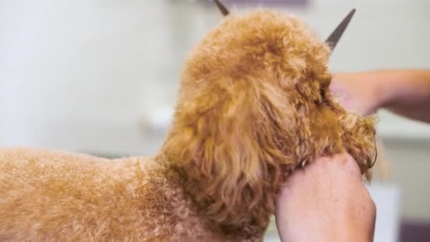Profesyonel evcil hayvan tımarcısı makasıyla sevimli köpek tıraşı yapıyor.. — Stok video