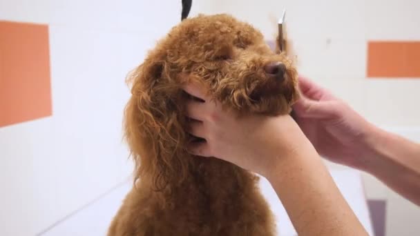 Female groomer brushing brown poodle at grooming salon. — Stock Video