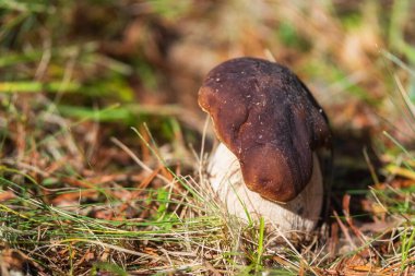 Boletus Edulis mantarı. Yaklaş. Ormanda Boletus Edulis mantarı.