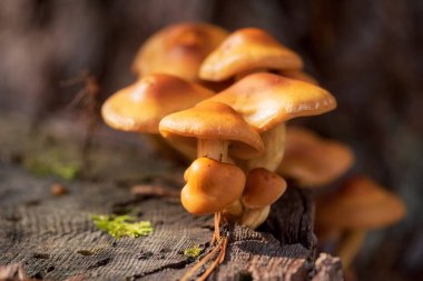 Yenilebilir mantarlar, Enokitake, Altın İğne mantarı ya da Lily mantarı olarak bilinen Flammulina velütüpleri..