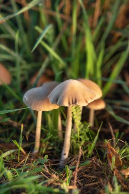 Halüsinojenik Özgürlük Mantarları ya da yeşil çimenlerin arka planında Psilocybe semilanceata.