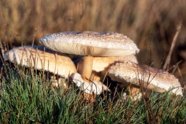 Tarla mantarı agaricus kampındaki kafanın yakın plan ayrıntıları çayırda büyüyor..