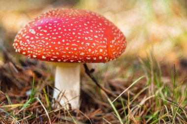 Amanita Muscaria, doğal orman arka planında zehirli mantar..