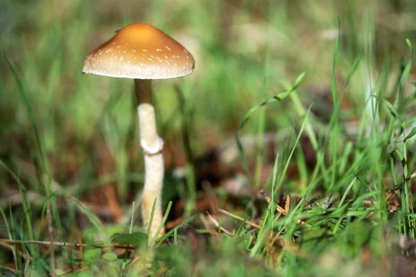 Piękne zbliżenie leśnych grzybów. Zbieram grzyby. zdjęcie grzybów, zdjęcie lasu, leśne tło. — Zdjęcie stockowe