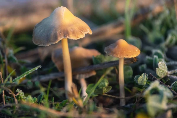 Halucynogenne grzyby Liberty Cap lub Psilocybe semilanceata w zielonym tle trawy zbliżenie. — Zdjęcie stockowe